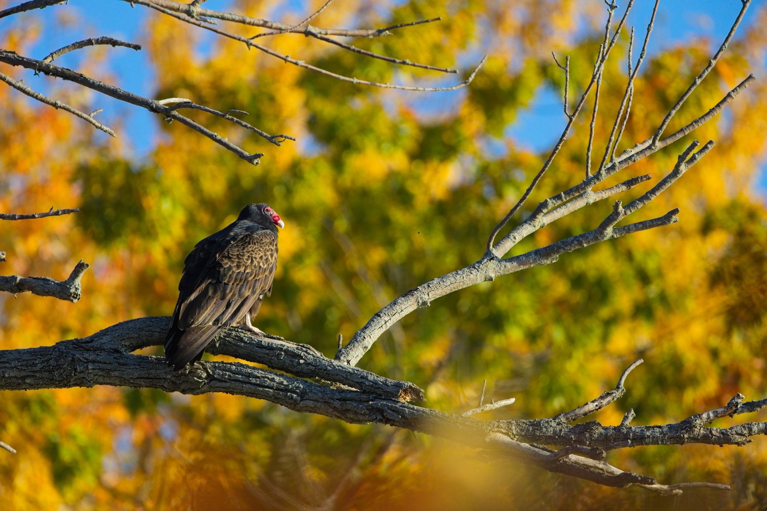 A dark-colored bird is perched on a thick branch in an autumnal setting. The background features vibrant yellow and orange fall foliage set against a visible blue sky.